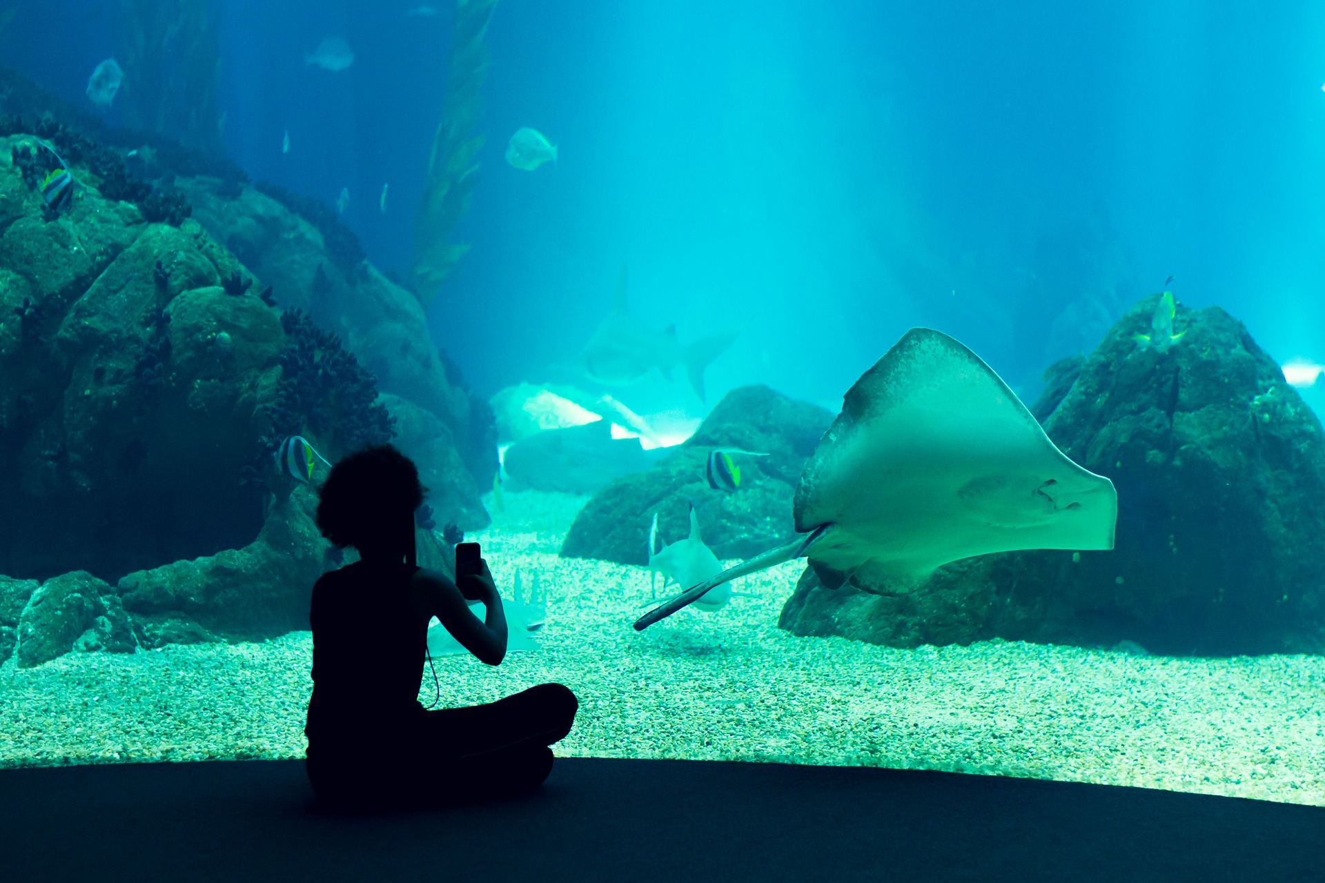 Que ver en el Oceanario de Lisboa